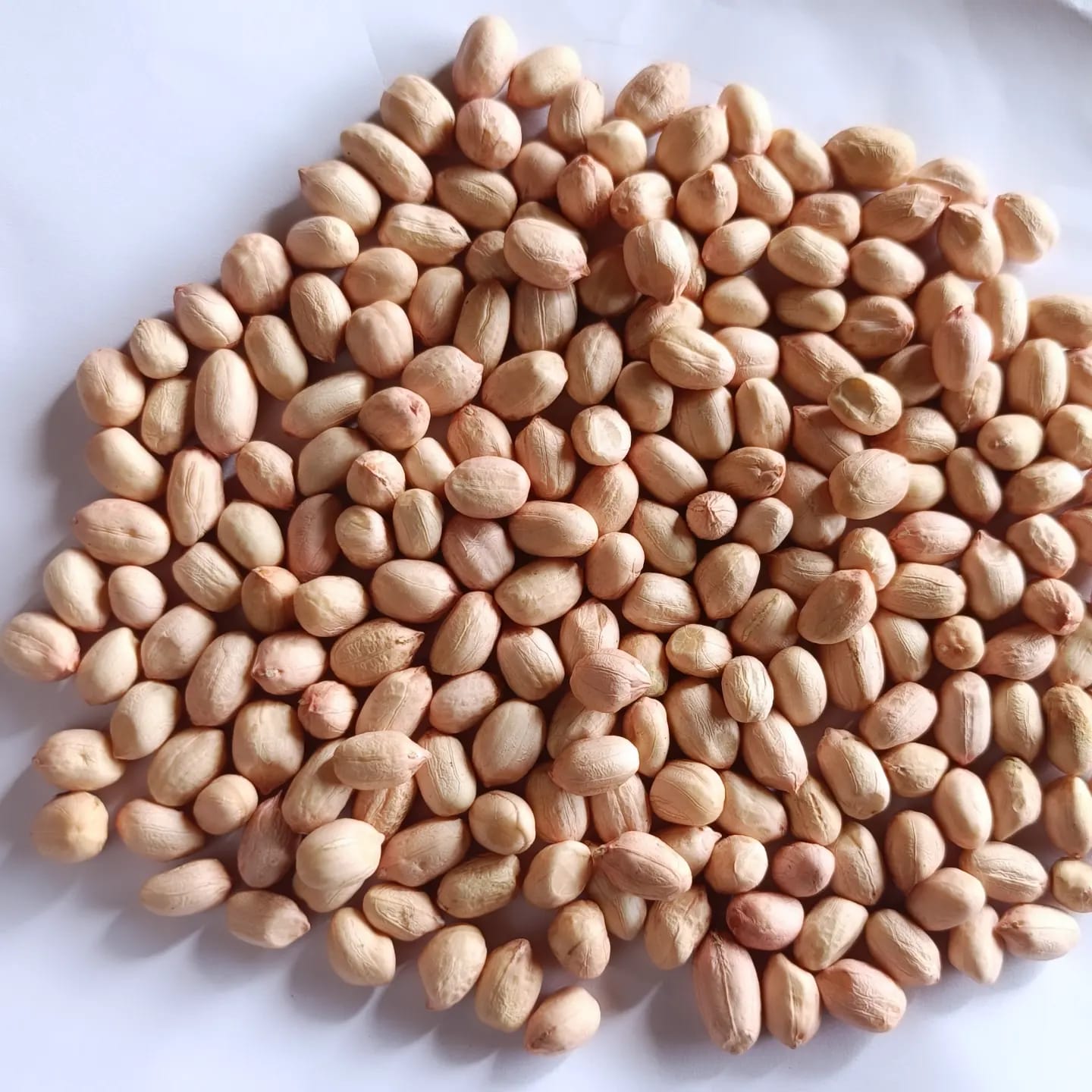 Groundnut Seeds