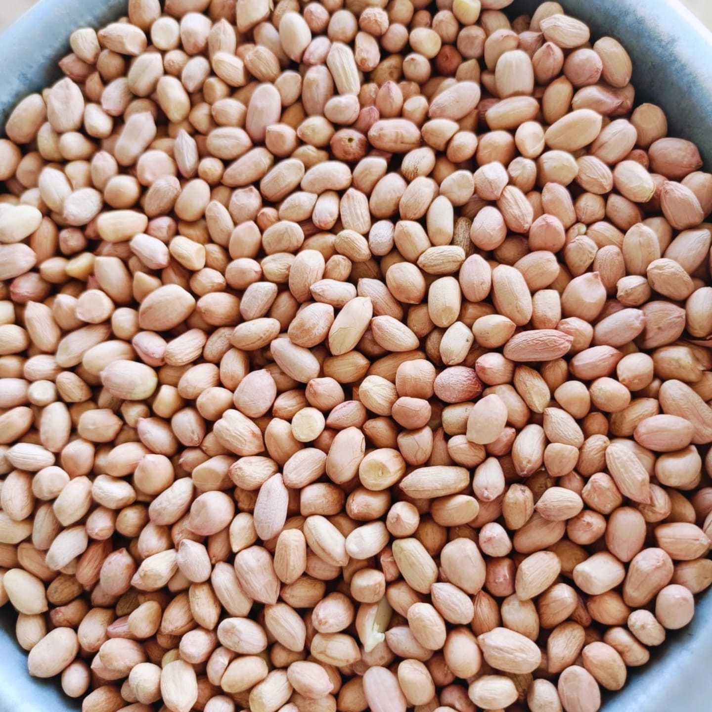 Groundnut Seeds